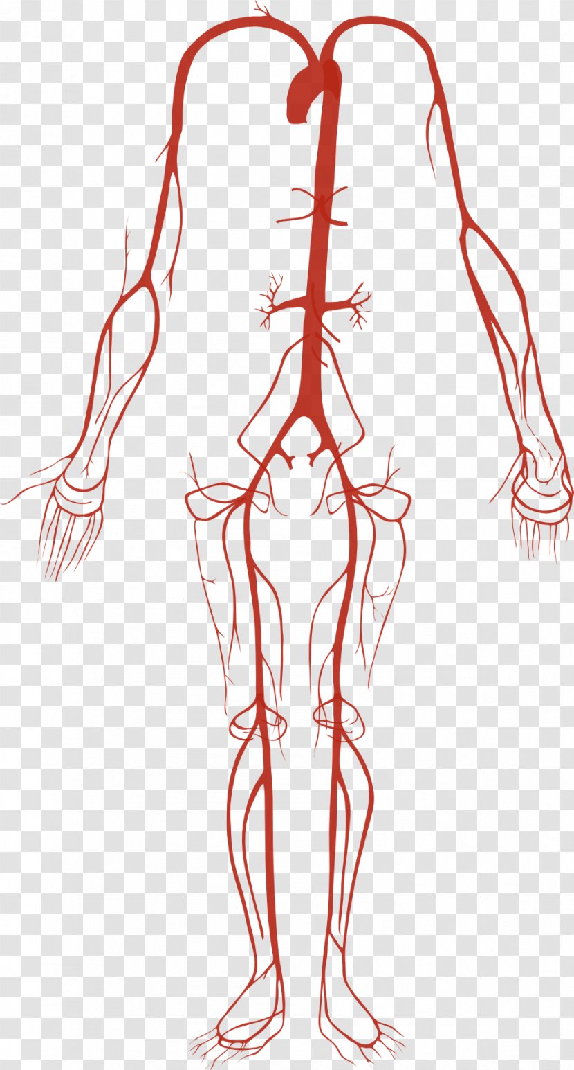 Artery Human Body Circulatory System Anatomy - Frame Transparent PNG