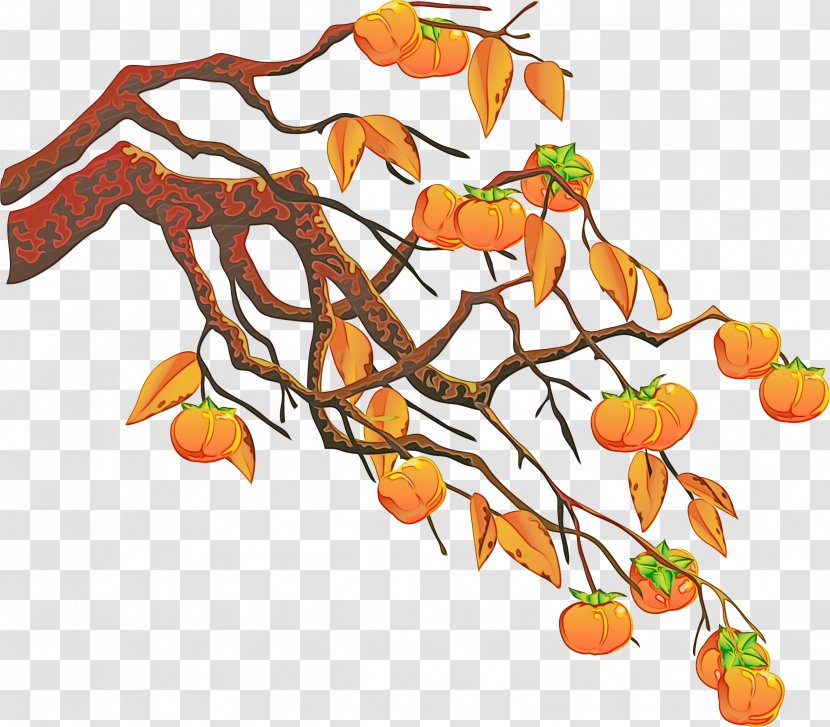 Leaf Tree Branch Plant Twig - Watercolor - Ebony Trees And Persimmons Fruit Transparent PNG