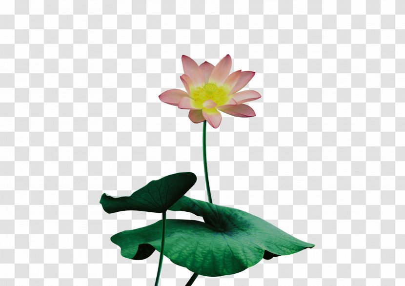 Nelumbo Nucifera Download Transparency And Translucency - Flora - Lotus Leaf Transparent PNG