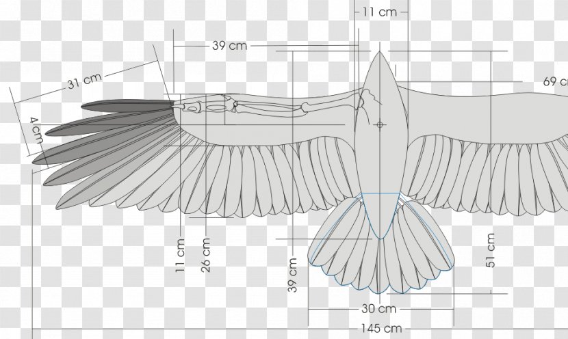 Bird Wing Glider Dihedral Flight - Radiocontrolled Transparent PNG