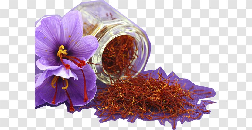 Saffron Autumn Crocus Flower Spice Golden Milk - Chinese Herb Transparent PNG