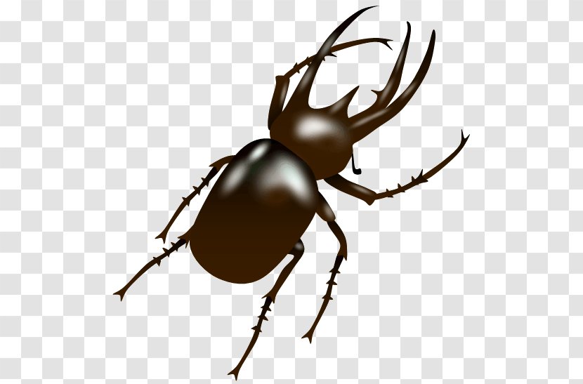 Japanese Rhinoceros Beetle Beetles Chalcosoma Caucasus Weevil Transparent PNG