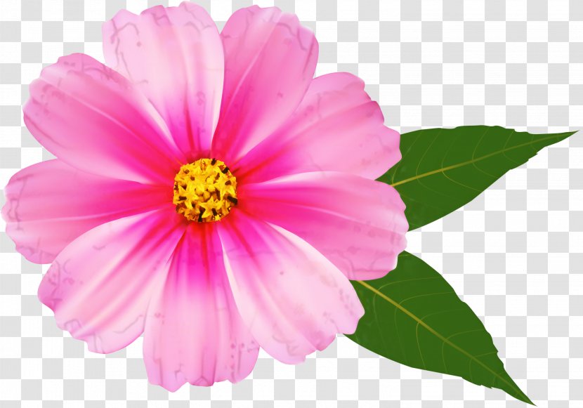 Clip Art Desktop Wallpaper Pink Flowers - Daisy Family - Petal Transparent PNG