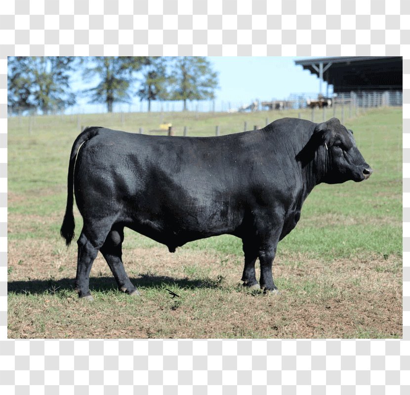 Bull Angus Cattle Brangus Brahman Horn - Drinking Straw Transparent PNG