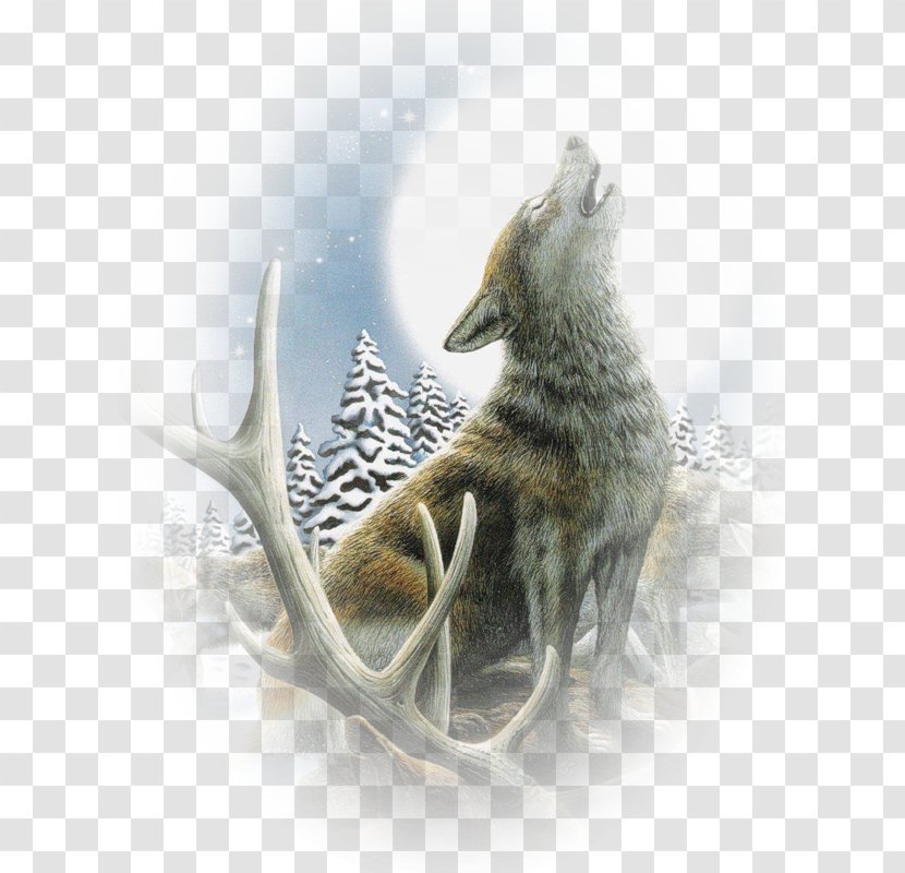 Coyote Gray Wolf Desktop Wallpaper - Cartoon - Flower Transparent PNG