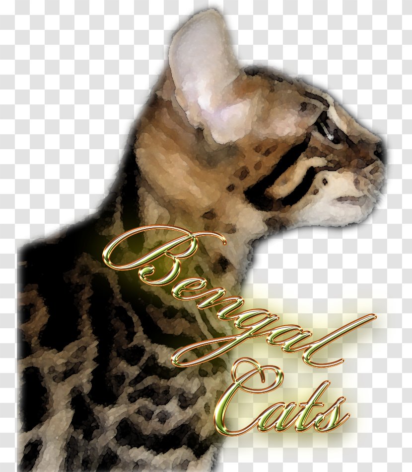 Whiskers Bengal Cat Fur Snout Transparent PNG