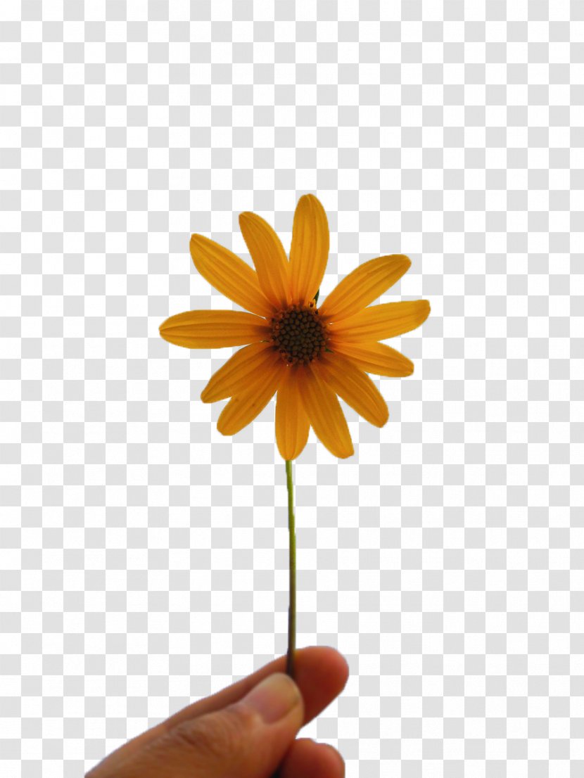 Photography Culture Illustration - Daisy - Little Sunflower Transparent PNG