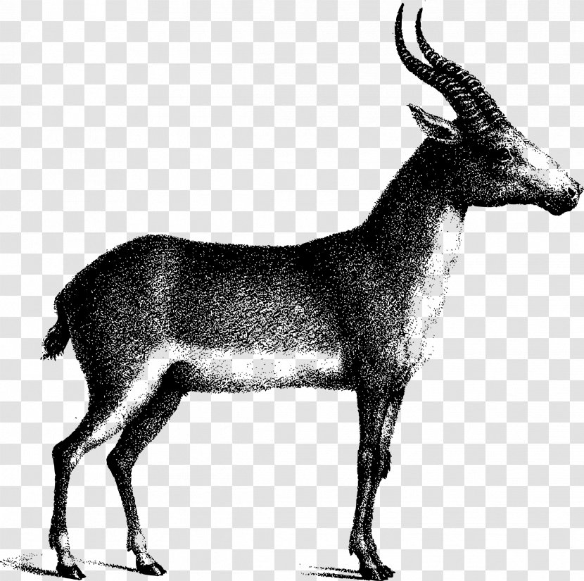 Saiga Antelope Gemsbok Deer Waterbuck - Caprinae Transparent PNG