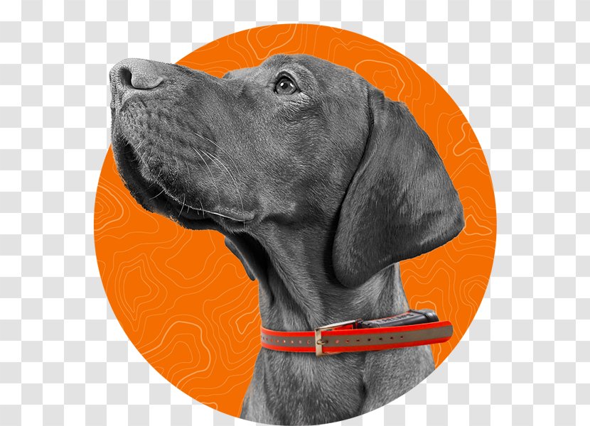 Labrador Retriever Weimaraner Laelaps Dog Breed Transparent PNG