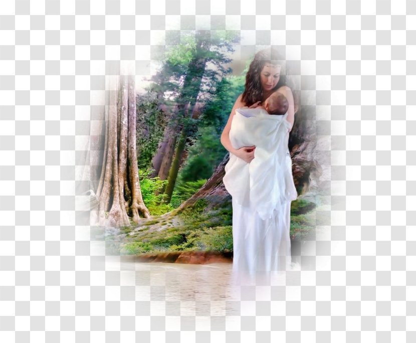 United States Of America Photography Bank Water Forest River - Tree - Kingdom God Transparent PNG