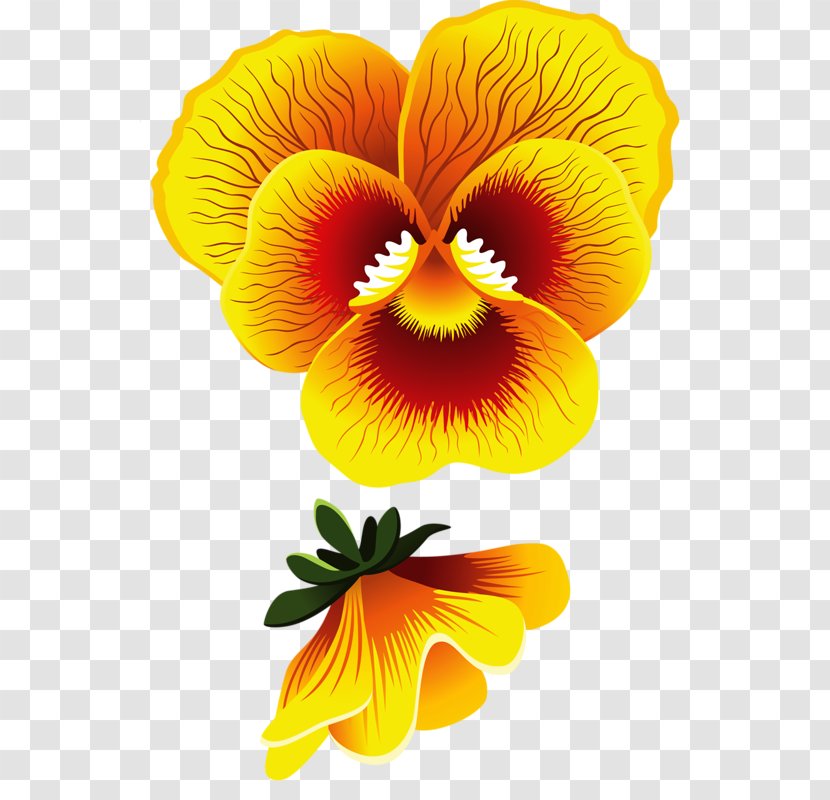 Pansy Common Hibiscus Drawing Flower Yellow - Flowering Plant Transparent PNG