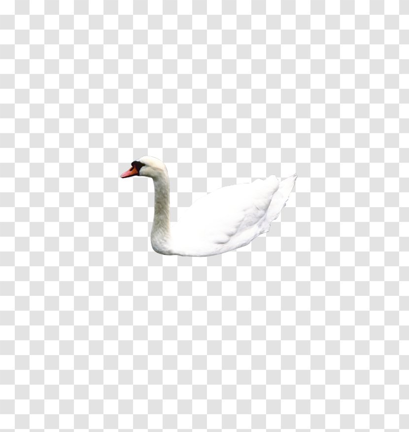 Mute Swan Flight Illustration - Waterfowl - White Transparent PNG