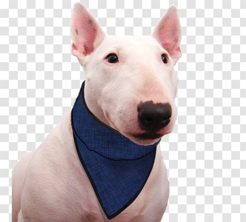 Miniature Bull Terrier And Old English Dog Breed - Carnivoran Transparent PNG