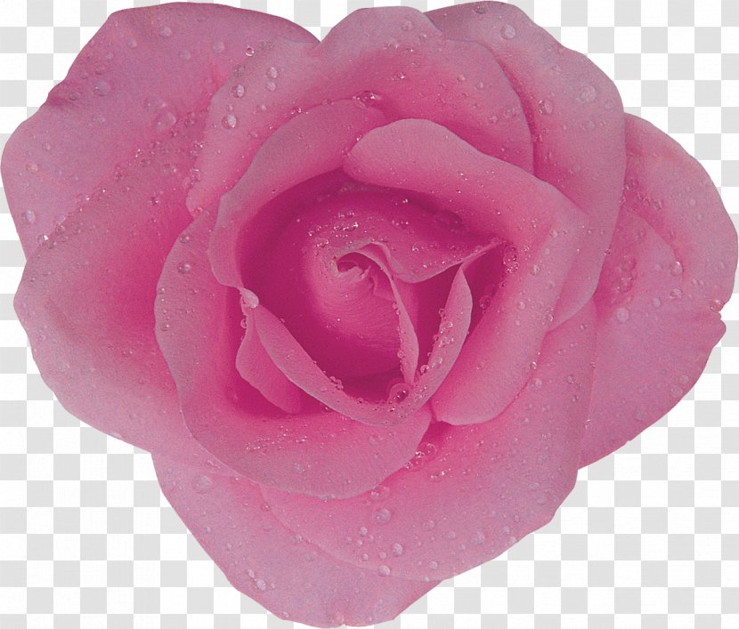 Centifolia Roses Garden Rosaceae Flower Floribunda - Pink - Lilac Transparent PNG