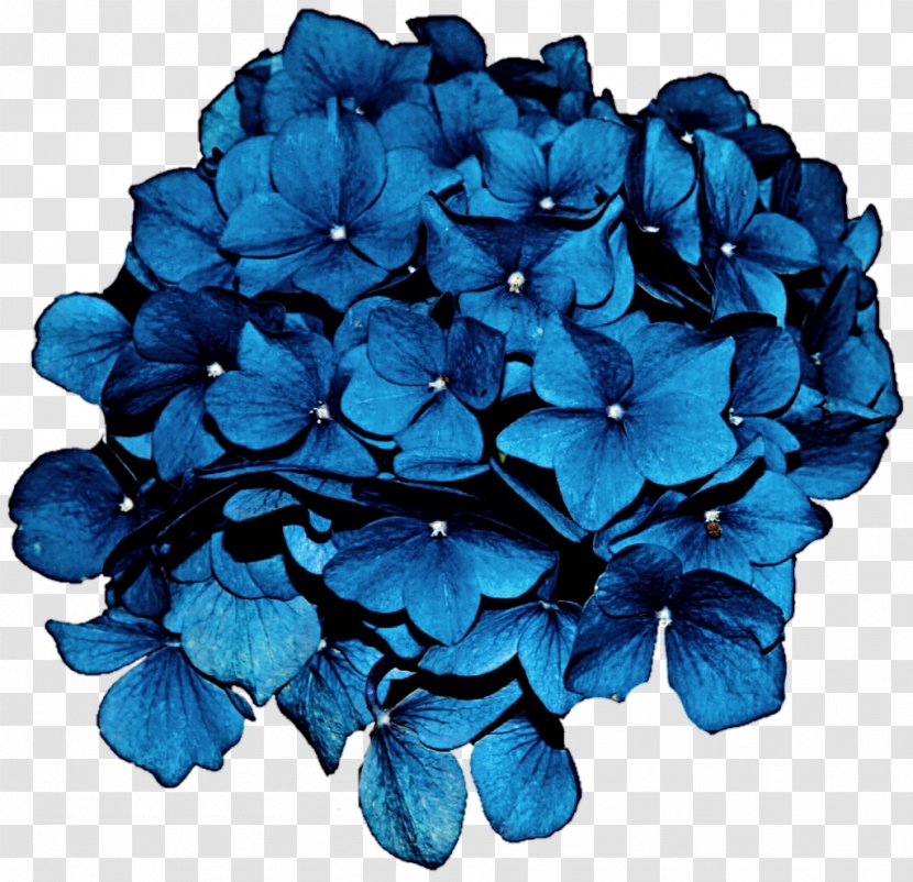 Hydrangea Flower Blue Clip Art - Lilac Transparent PNG