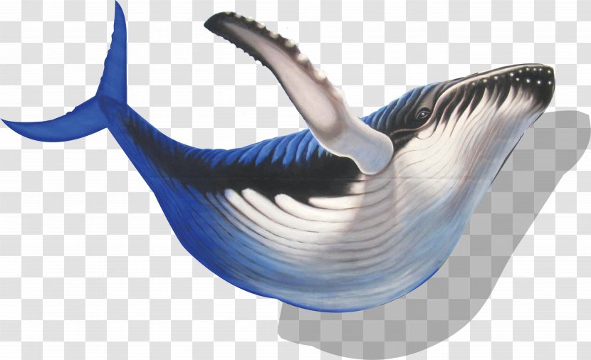 Dolphin Whale Clip Art - Cartoon - Pattern Transparent PNG