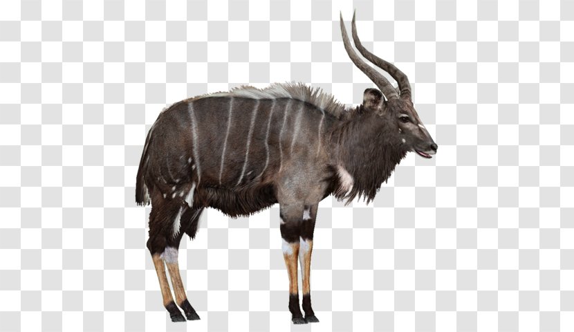 Zoo Tycoon 2 Wildebeest Antelope Nyala Wiki - Javan Rhinoceros - Mammal Transparent PNG