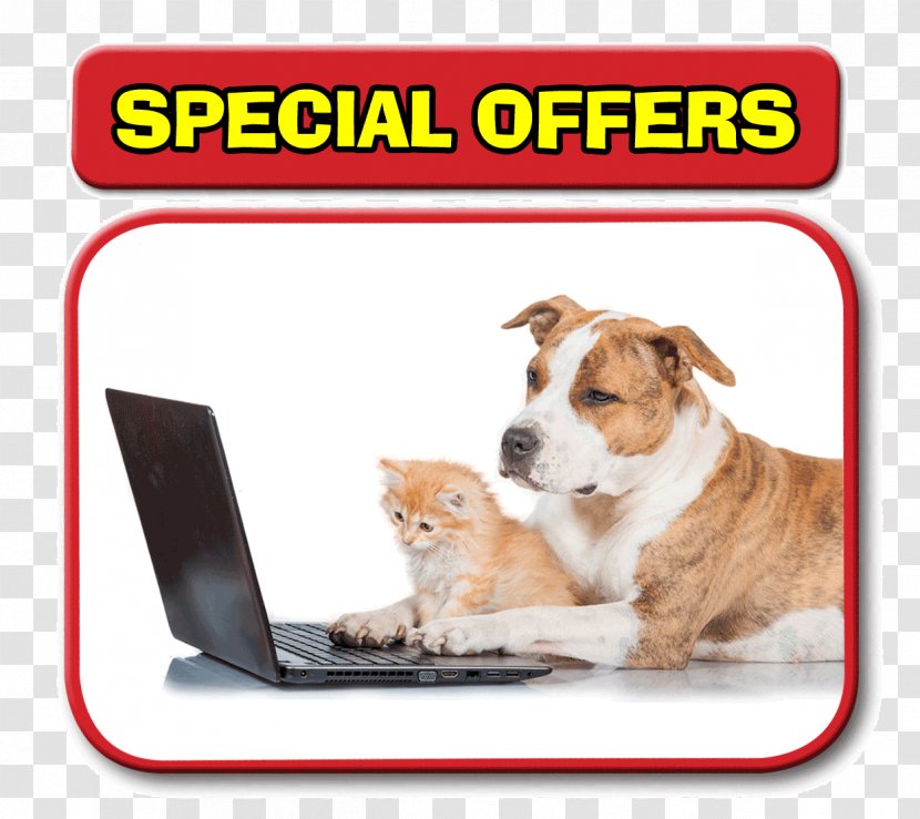 Dog Cat Horse Veterinarian Pet - Mouse Transparent PNG