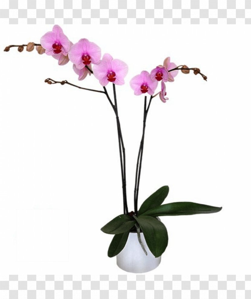 Moth Orchids Cut Flowers Pink M Flowerpot Plant Stem - Orquideas Transparent PNG