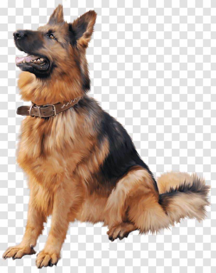 Old German Shepherd Dog Rottweiler Puppy Dobermann - Snout Transparent PNG
