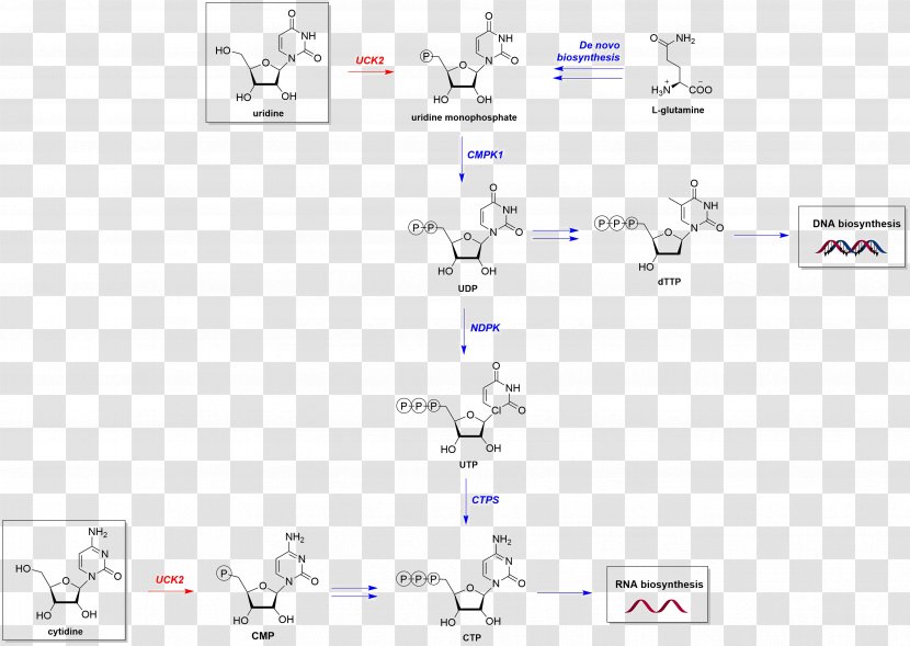 UCK2 Metabolic Pathway Chemical Reaction Catalysis Nucleotide Salvage - Frame Transparent PNG