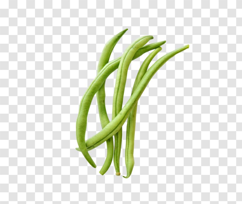 Green Bean Gardening Gardener Food - Vegetable - Beans Transparent PNG