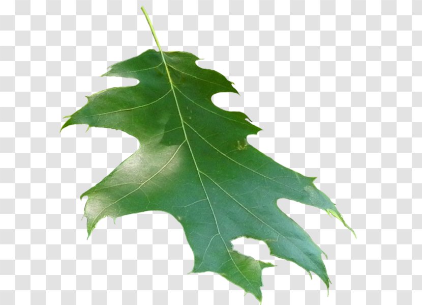 Family Plane Trees Leaf Transparent PNG