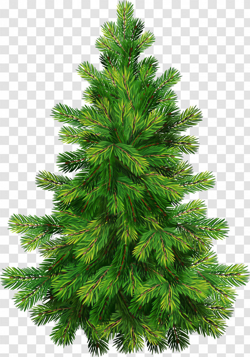Shortleaf Black Spruce Columbian Spruce Balsam Fir Tree Sugar Pine Transparent PNG