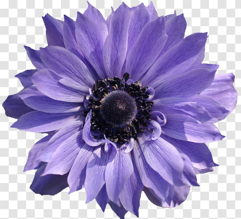 Violet Download - Flowering Plant Transparent PNG