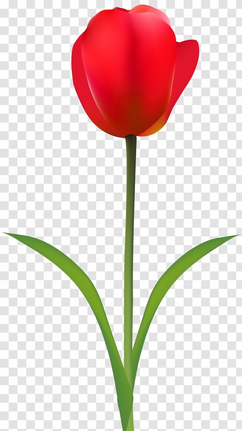 Tulip Cut Flowers Red Wallpaper - Flower - Transparent Clip Art Image Transparent PNG