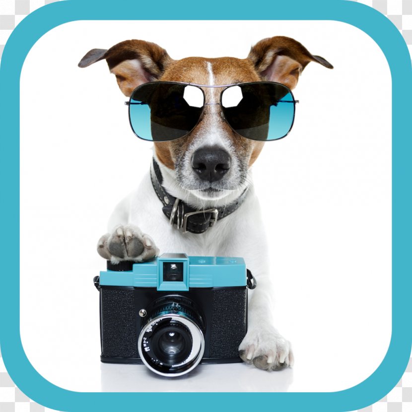 Jack Russell Terrier Pet Sitting Puppy Stock Photography - Dogs Transparent PNG