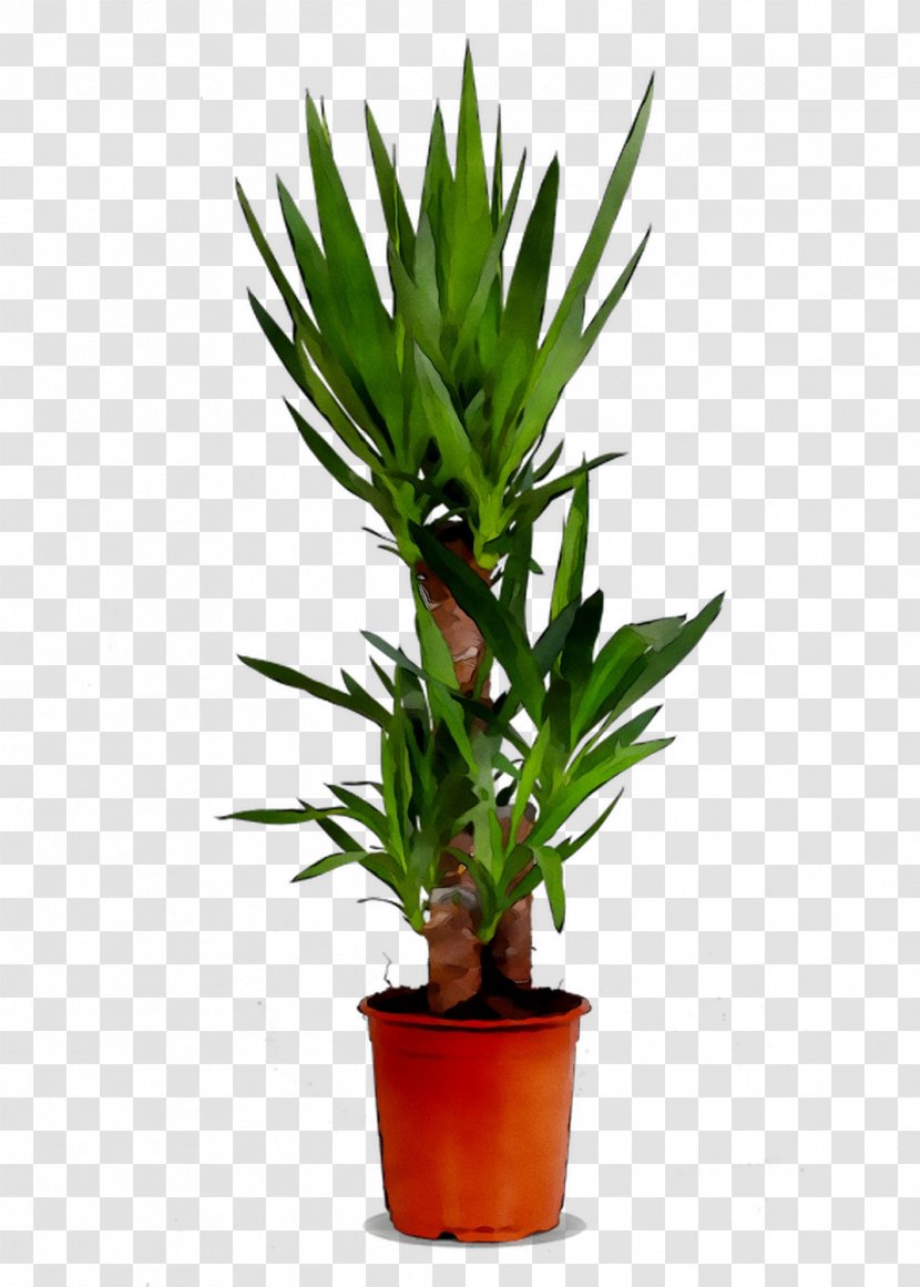 Houseplant Tree Trunk Zimmerpalme Orchids - Terrestrial Plant - Palm Trees Transparent PNG