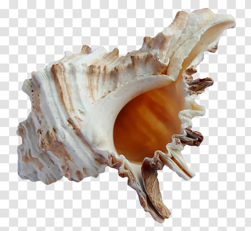 Seashell - Shankha - Ocean Transparent PNG