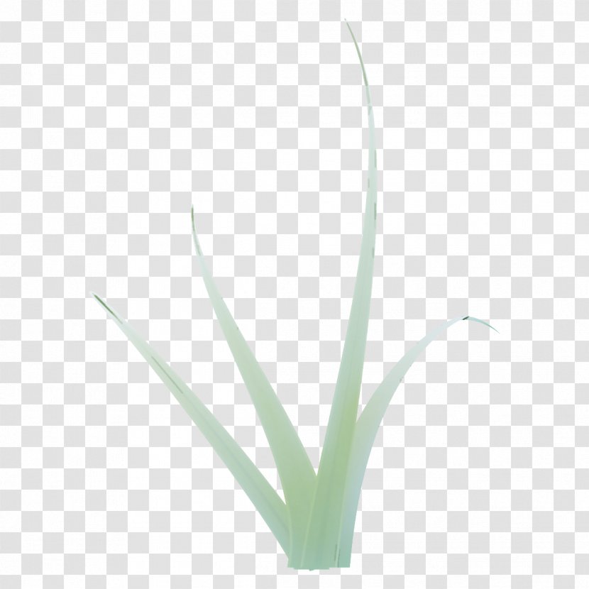 Plant Flower Leaf Grass Agave - Xanthorrhoeaceae - Perennial Transparent PNG