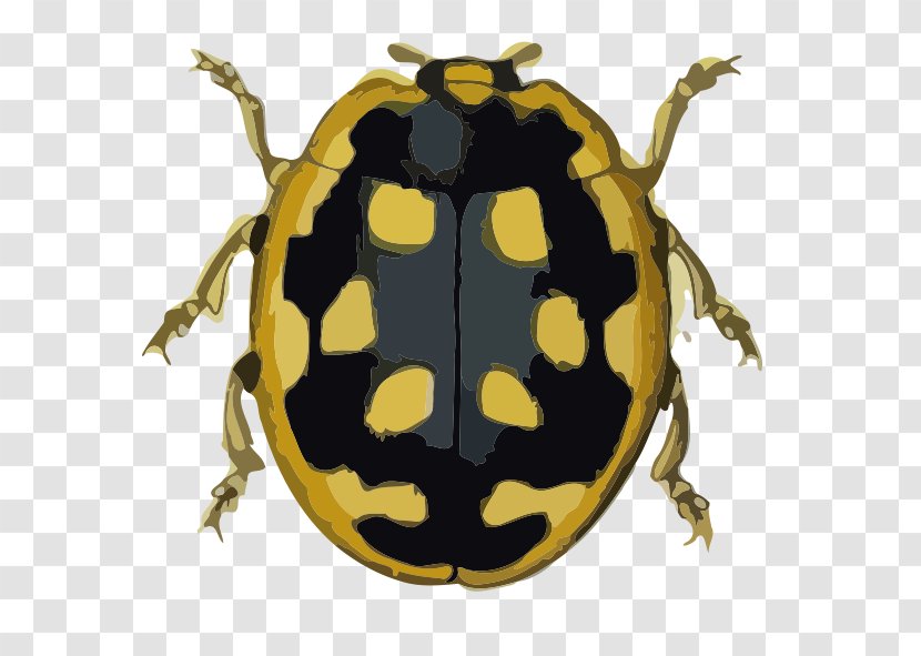 Beetle Graphic Design Coccinella Animal - Insect - Septempunctata Transparent PNG