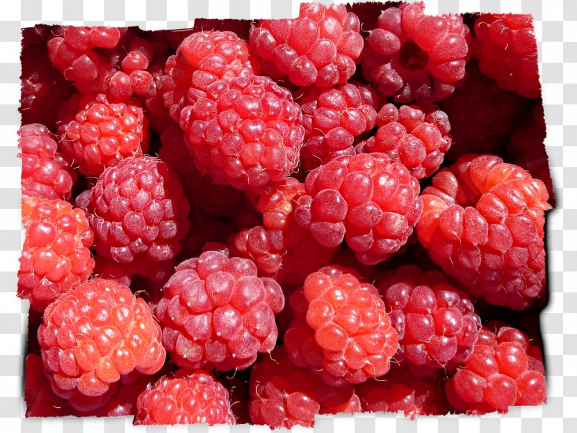 Wineberry Loganberry Boysenberry Tayberry Raspberry - Brambles Transparent PNG