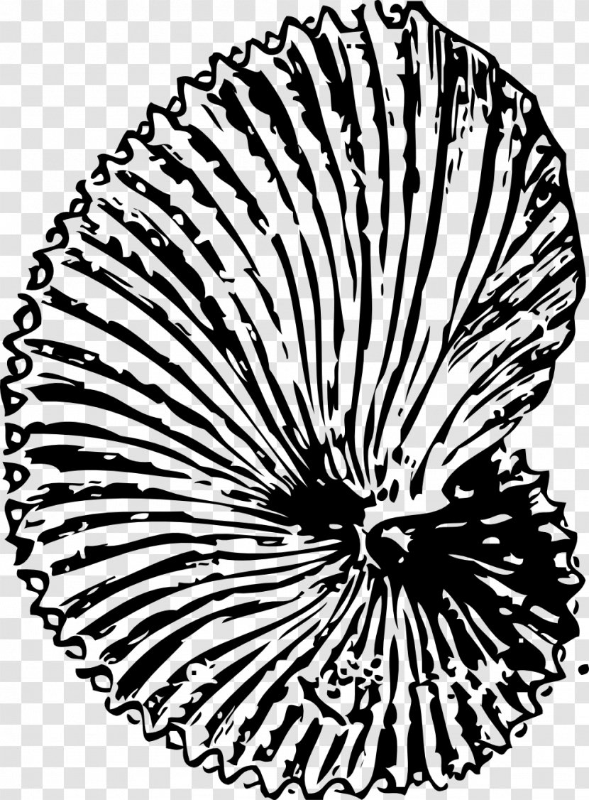 Fossil Seashell Ammonites Coloring Book Clip Art - Plant - SHELL CLIPART Transparent PNG