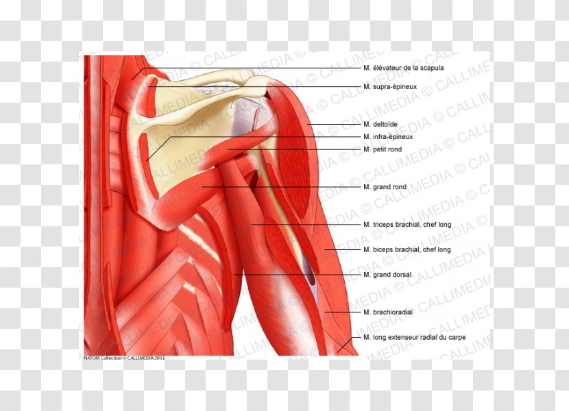 Posterior Triangle Of The Neck Muscle Anterior Shoulder Head And Anatomy - Silhouette - Heart Transparent PNG