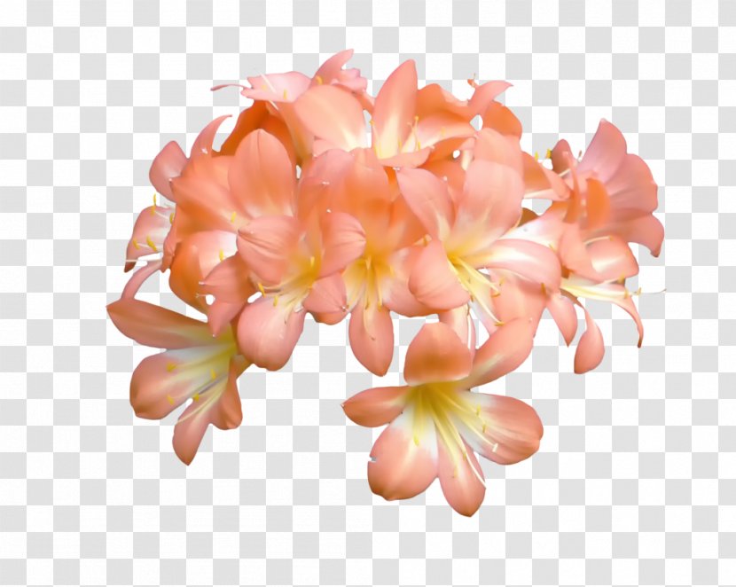 Peach Flower Blossom Orange Petal Transparent PNG