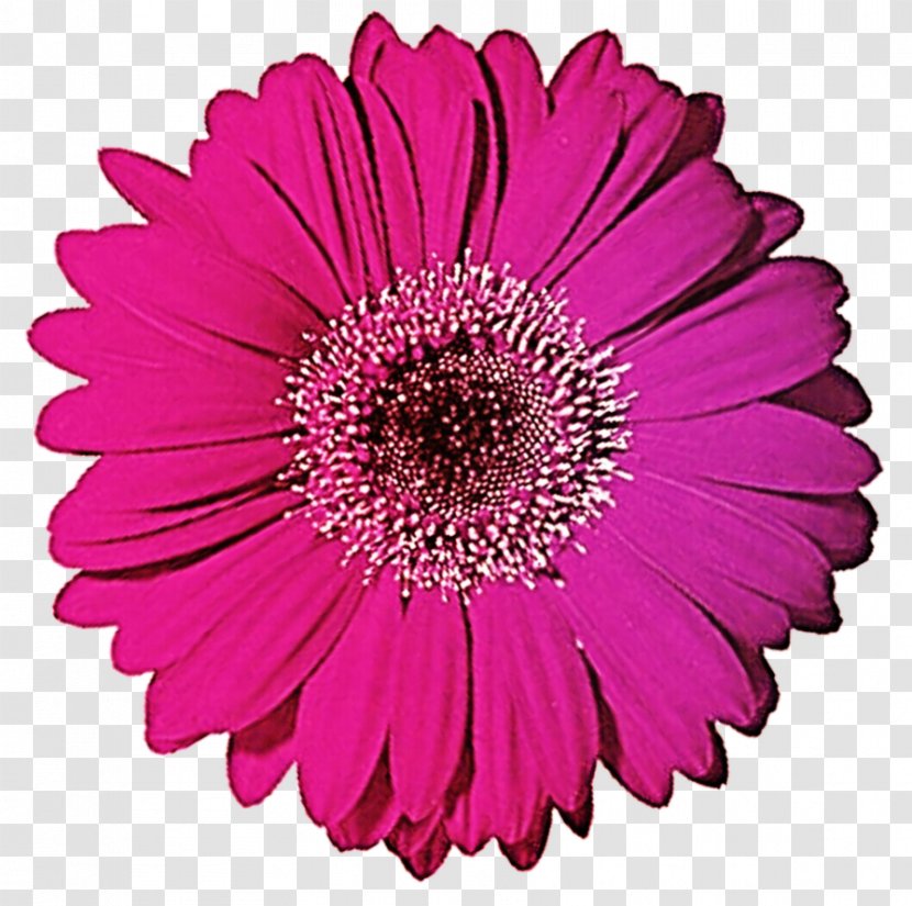 Royalty-free Clip Art - Drawing - Daisies Transparent PNG