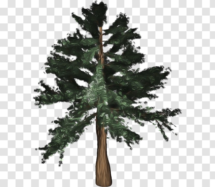 Tree Shortleaf Black Spruce Balsam Fir Columbian Sugar Pine - Red Oregon Transparent PNG