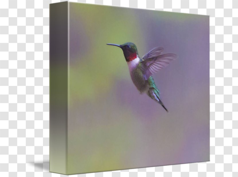 Hummingbird Beak Wing Fauna Transparent PNG