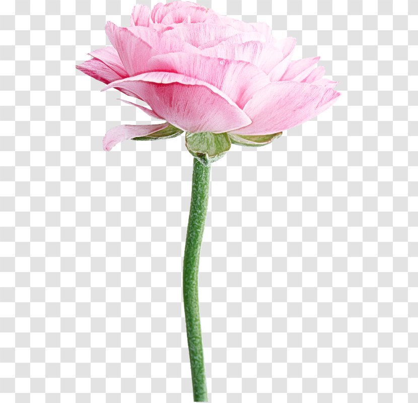 Rose - Flower - Persian Buttercup Plant Stem Transparent PNG