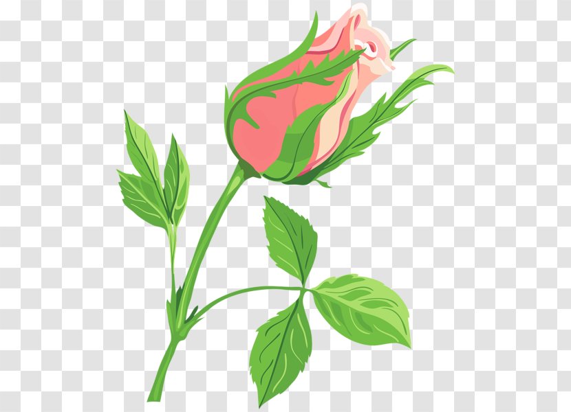 Drawing Rose Flower Clip Art - Borders Transparent PNG