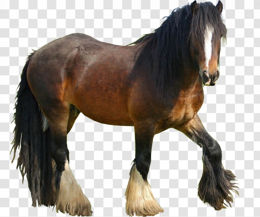 Mustang Nokota Horse Stallion Pony Howrse Transparent PNG