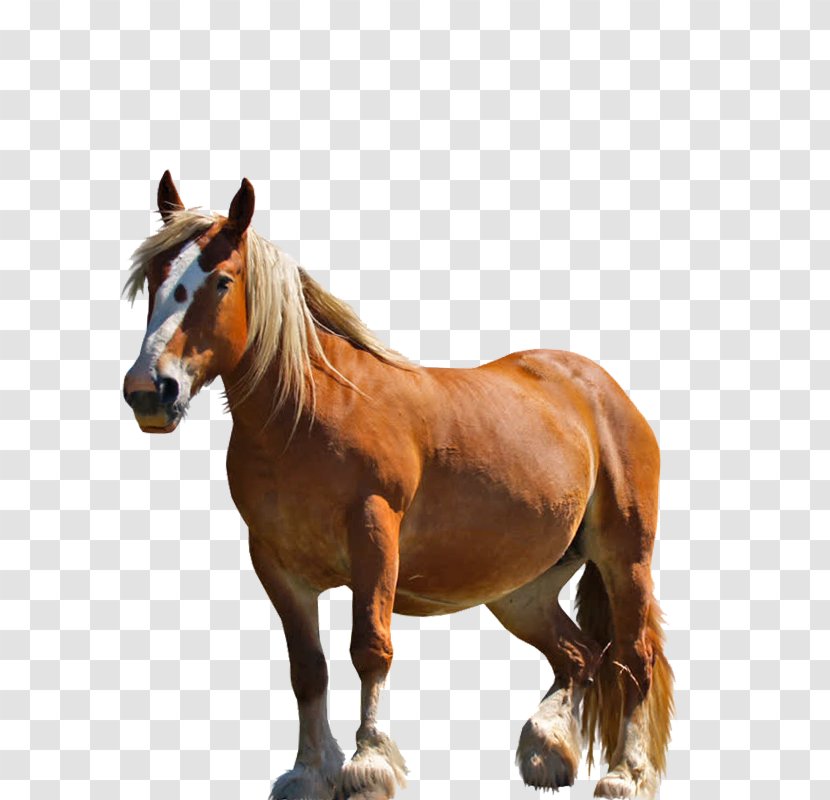 Horse - Standing - Wild Transparent PNG