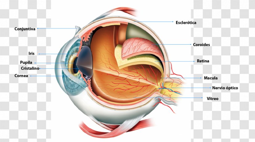 Human Eye Anatomy Retina Pupil - Watercolor Transparent PNG