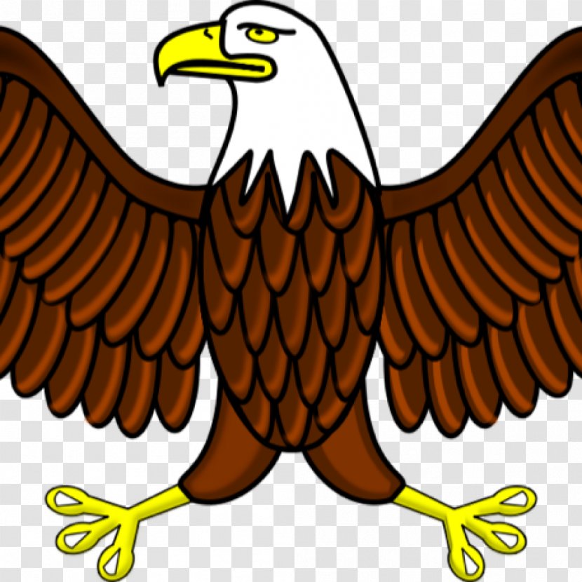 Bald Eagle Clip Art Vector Graphics - Bird Transparent PNG