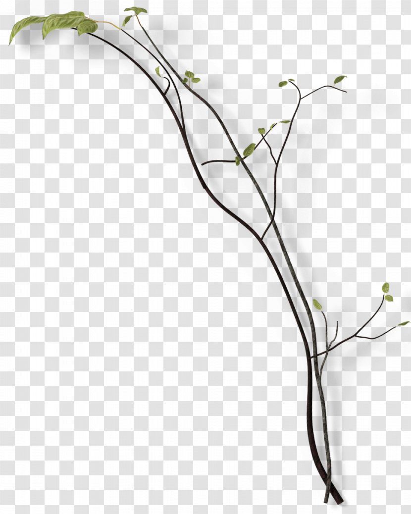 Twig Branch Leaf Green - Leaves On Branches Transparent PNG