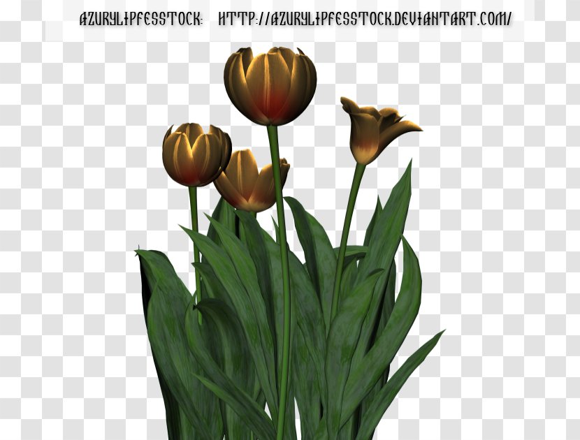 Tulip Plant Stem Cut Flowers - Flower Transparent PNG